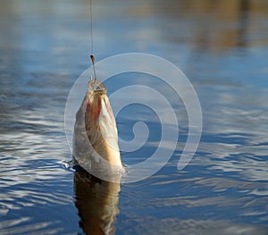 Fishing for carp on a cork float rod