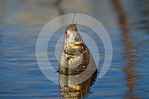 Fishing for carp on a cork float rod