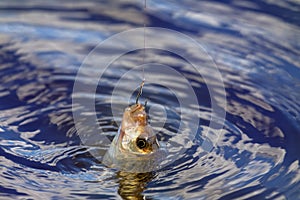 Fishing for carp on a cork float rod