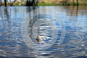 Fishing for carp on a cork float rod