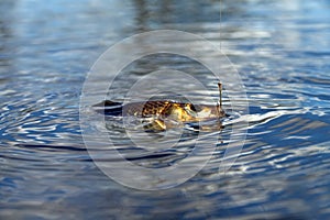 Fishing for carp on a cork float rod