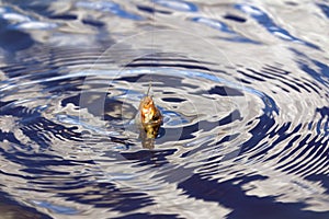 Fishing for carp on a cork float rod