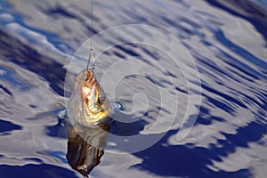 Fishing for carp on a cork float rod