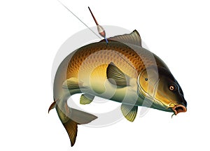 Fishing for carp with a float bait. koi realism isolate illustration.
