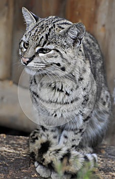 Fishing Cat