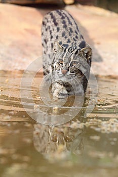 Fishing cat
