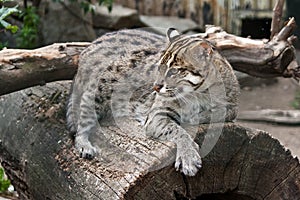 Fishing cat