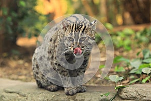 Fishing cat