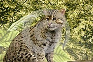 Fishing Cat