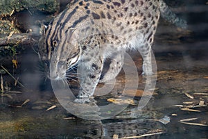 A Fishing Cat Hunting for Fish