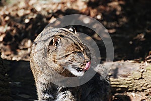 Fishing Cat Licking the Tip of His Nose