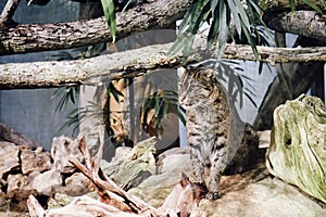 Fishing cat Prionailurus viverrinus