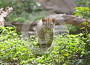 Fishing cat (Prionailurus viverrinus) photo