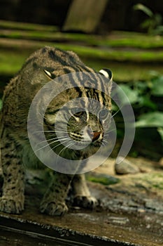 Fishing cat (Prionailurus viverrinus