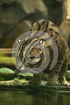 Fishing cat (Prionailurus viverrinus