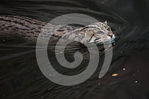 Fishing cat (Prionailurus viverrinus).