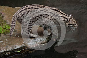 Fishing cat Prionailurus viverrinus.