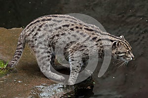 Fishing cat Prionailurus viverrinus.