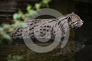 Fishing cat Prionailurus viverrinus.