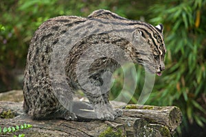 Fishing cat Prionailurus viverrinus.