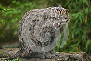 Fishing cat Prionailurus viverrinus.