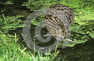 Fishing Cat, prionailurus viverrinus, Adult catching Fish