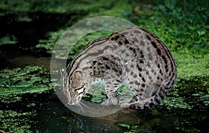 FISHING CAT prionailurus viverrinus, ADULT LOOKING FOR FISH
