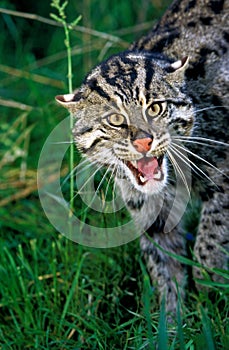 Fishing Cat, prionailurus viverrinus, Adult Snarling