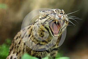 The fishing cat Prionailurus viverrinus, portrait with green background