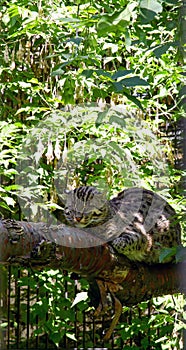 The fishing cat Prionailurus viverrinus resting on the tree