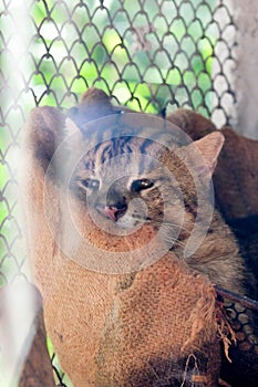 Fishing cat Prionailurus viverrinus. Wildlife animal