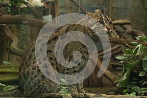 Fishing cat (Prionailurus viverrinus). Wildlife animal