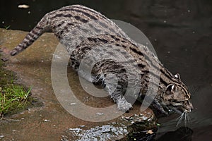 Fishing cat Prionailurus viverrinus photo