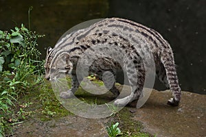 Fishing cat (Prionailurus viverrinus). photo