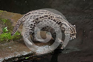 Fishing cat Prionailurus viverrinus. photo