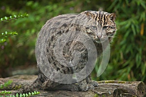 Fishing cat Prionailurus viverrinus. photo