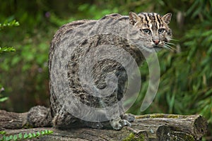 Fishing cat Prionailurus viverrinus. photo