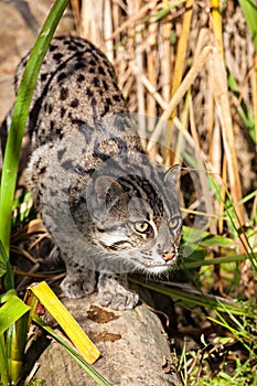 Fishing Cat Stalking through Long Grass