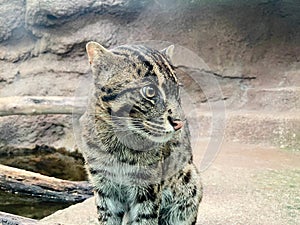Fishing Cat stock photo