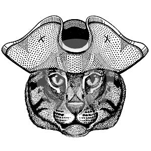 Fishing cat wearing pirate tricorn hat. Capitan costume.