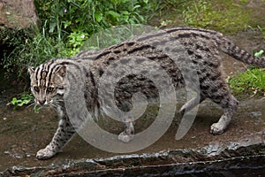 Fishing cat (Prionailurus viverrinus). photo