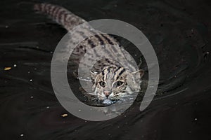 Fishing cat (Prionailurus viverrinus). photo