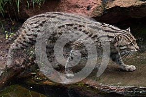 Fishing cat (Prionailurus viverrinus). photo