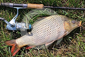 Fishing catch - carp