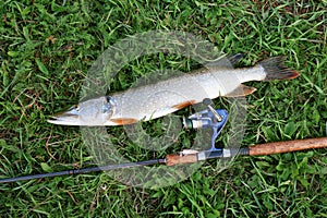 Fishing catch on grass and fishing gear