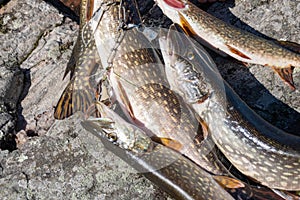 A Fishing catch of Northern Pike on a camping Trip in the Canadian north.