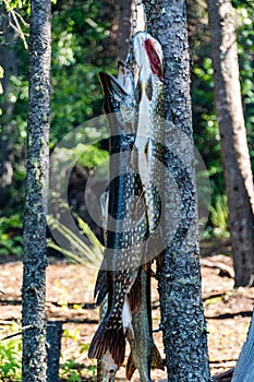 A Fishing catch of Northern Pike on a camping Trip in the Canadian north.