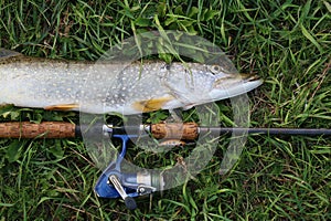 Fishing catch pike on the grass