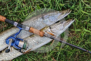 Fishing catch pike on grass and fishing gear