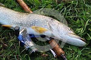 Fishing catch pike on the grass and fishing gear